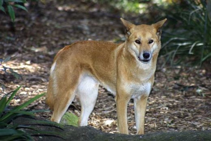 Dingo dog. Photo courtesy of celebritysentry.com