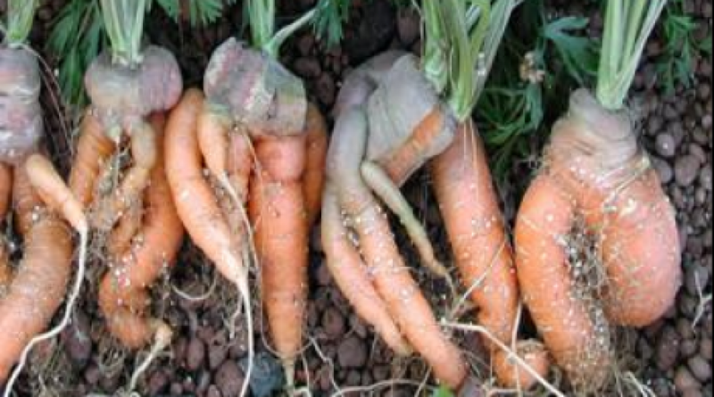 Transgenic carrots. Photo courtesy of Kazakhstan National Biotechnologies Center 