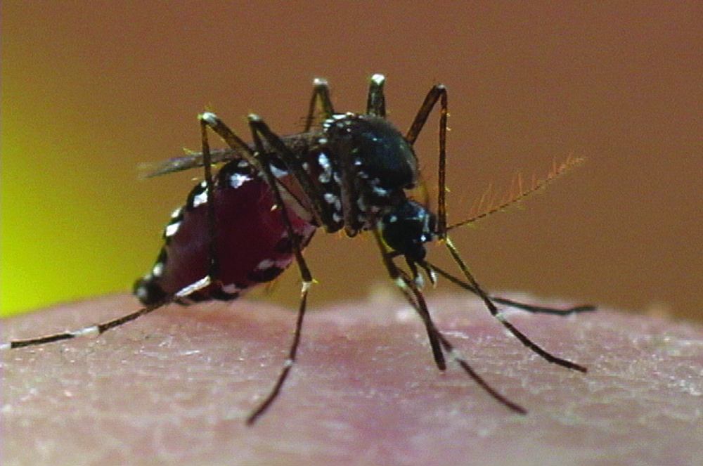 Asian tiger mosquito. Photo courtesy of orkin.com