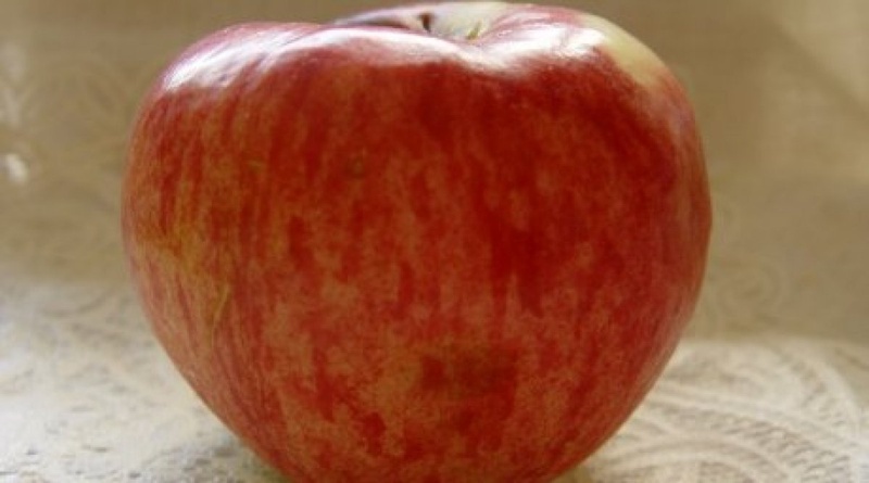 A big aport apple. Photo courtesy of yvision.kz