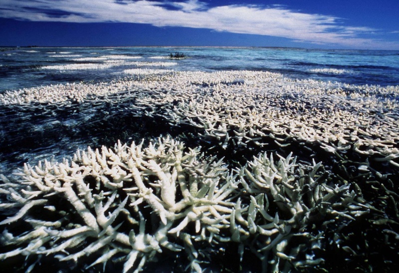 Coral on Australia's Great Barrier Reef. ©REUTERS