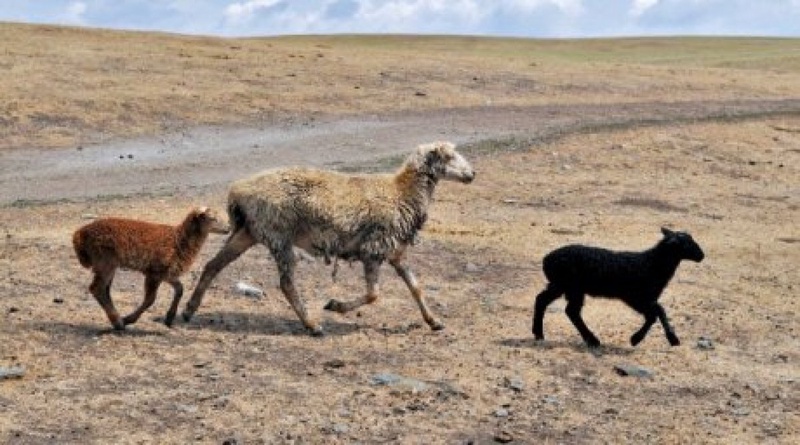 Sheep at drought-hit field. ©RIA Novosti