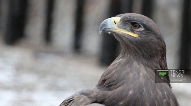 The very few golden eagles, included into the endangered species list, might be left in Kazakhstan. ©Vladimir Prokopenko