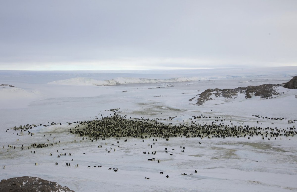 Penguins are seen in Antarctica. ©REUTERS