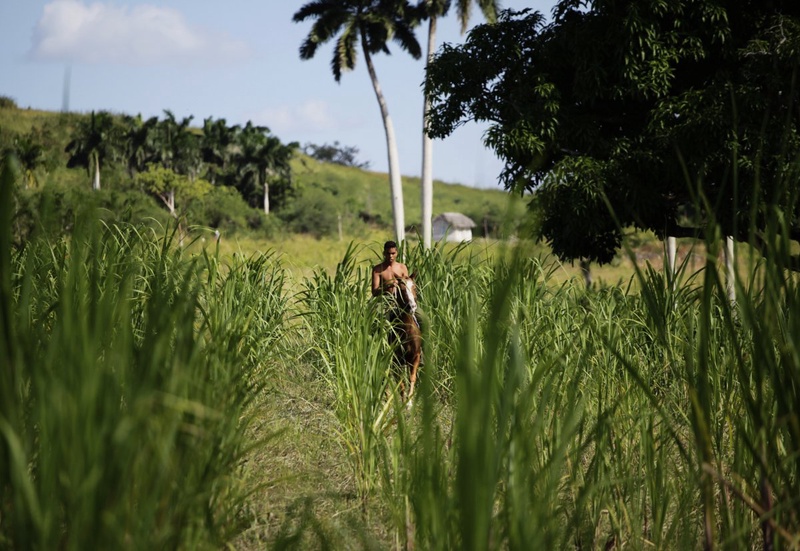 A sugar cane plantation. ©REUTERS