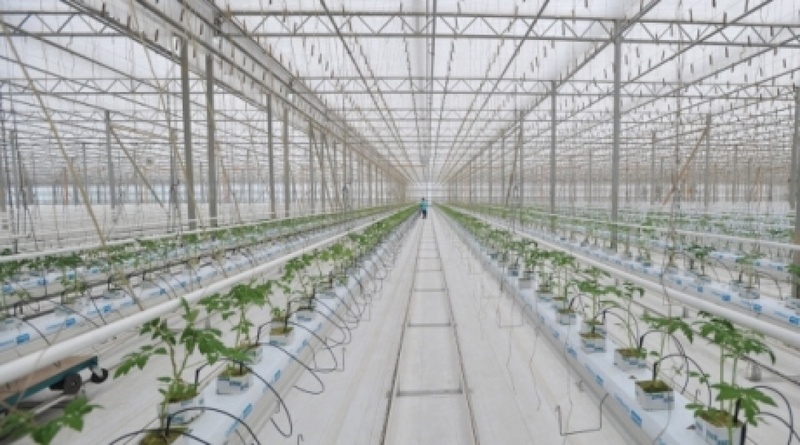 Growing tomatoes in greenhouse. ©RIA Novosti