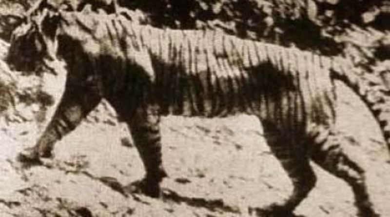 Turan tiger that inhabited the territory of Central Asia long ago. Photo courtesy of Wikipedia