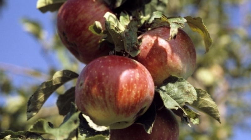 Almaty apples. ©RIA Novosti