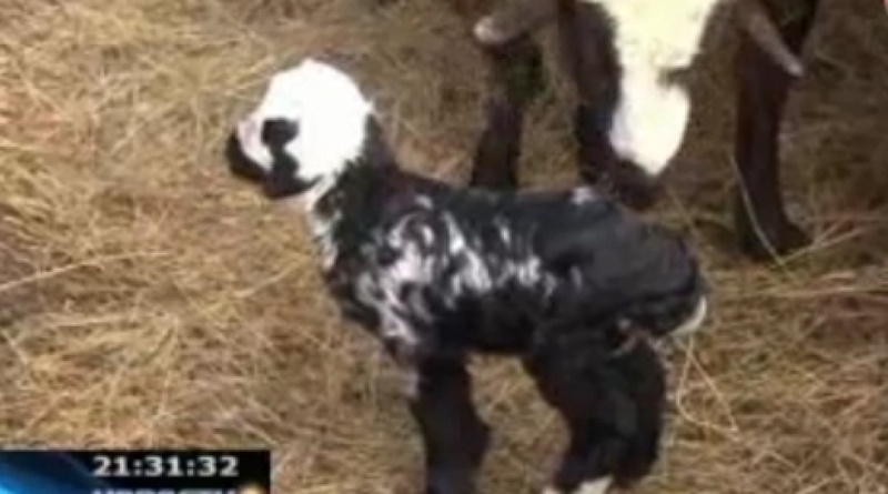 Allabergen lamb. Snapshot from the video of KTK channel