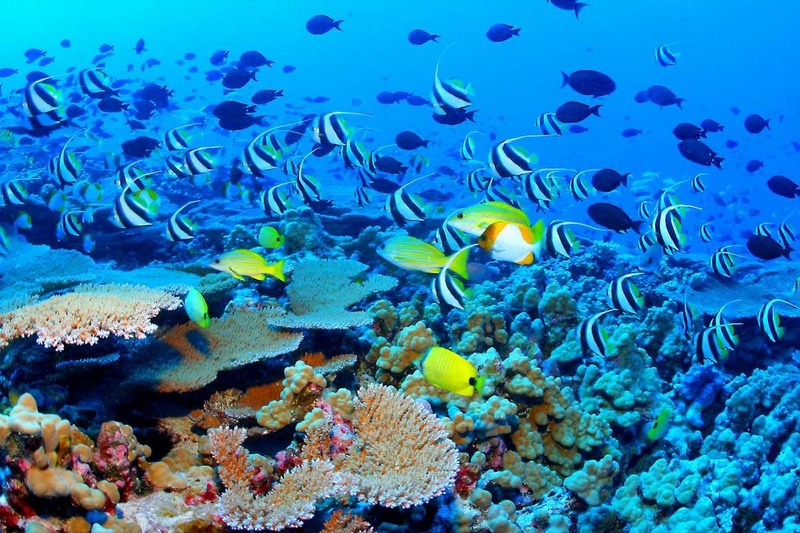 Great Barrier Reef. Photo courtesy of tourist-destinations.com