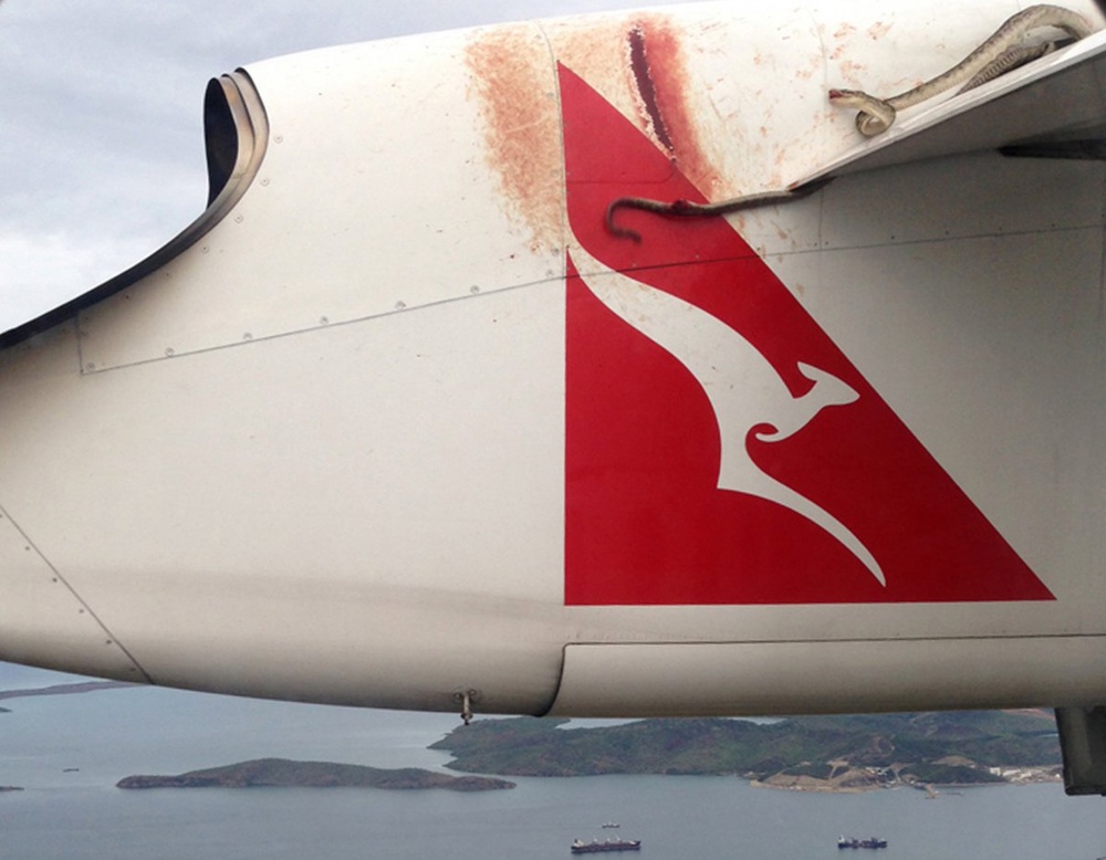 A python lies wedged on the wing of a Qantas passenger plane. ©REUTERS