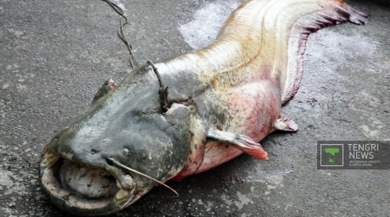 150-kg catfish. ©tengrinews.kz