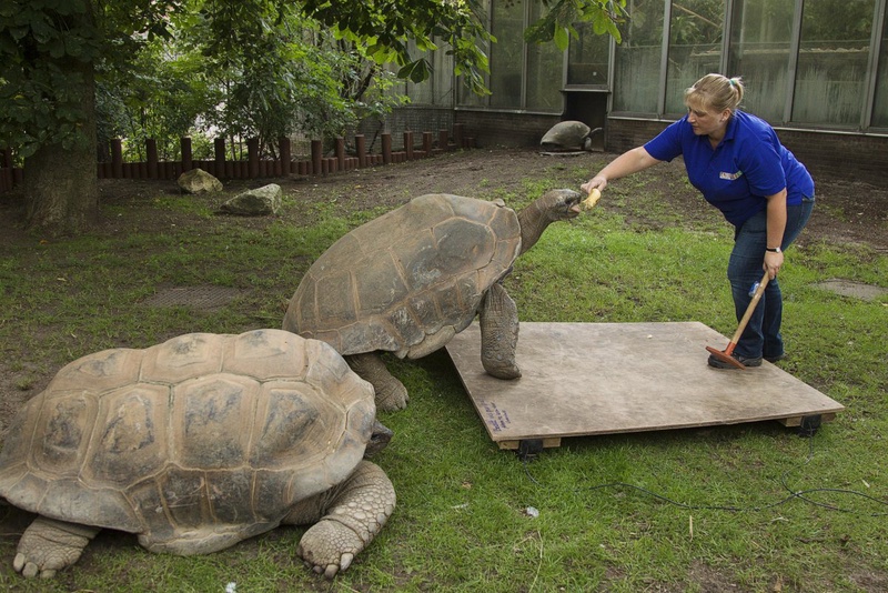 Aldabra giant tortoises. ©REUTERS/Michael Kooren 