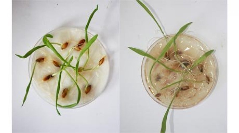 Barley seeds untreated (left) and treated (right) with microorganisms