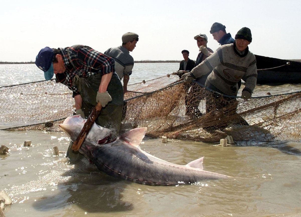 Чудовища каспийского моря