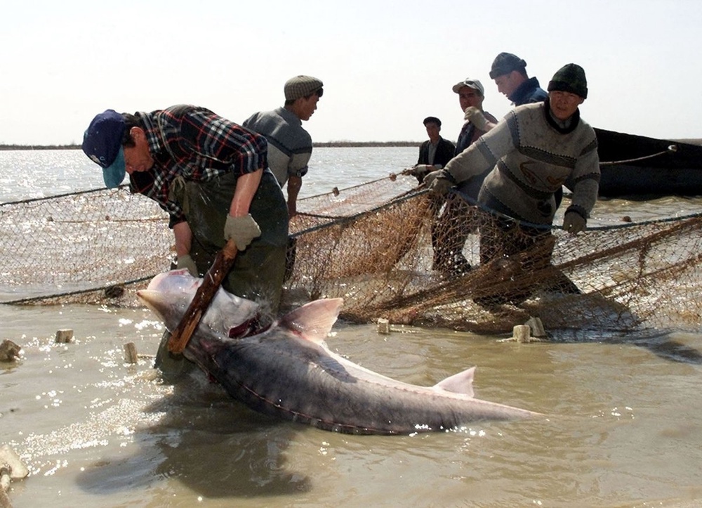 Fishermen catch sturgeon with nets near the town of Atyrau. ©REUTERS