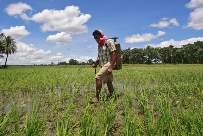 Rice field. ©REUTERS/Jayanta Dey 