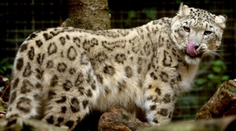 Snow leopard. ©Reuters