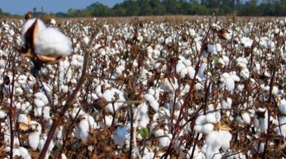 Cotton. Tengrinews.kz stock photo