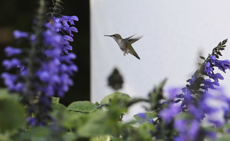 A hummingbird, Washington, 2013. ©Reuters/Larry Downing 
