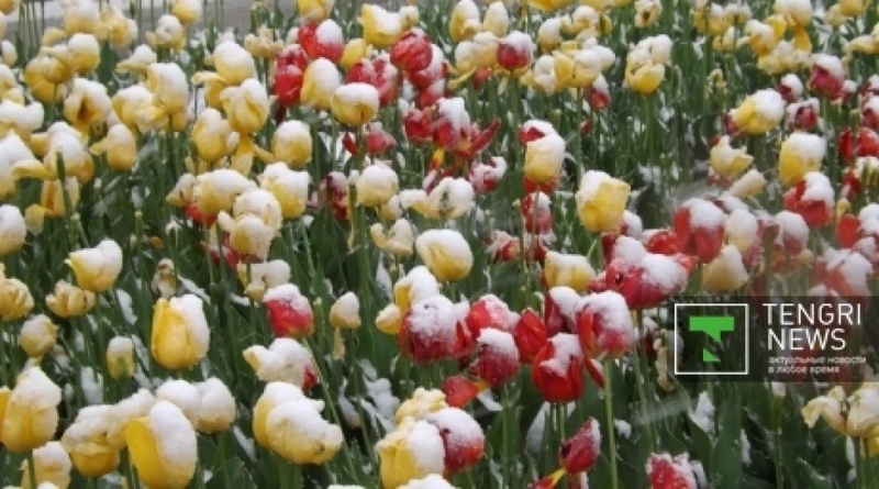 Tulips under the snow. ©Ruslan Shakabayev