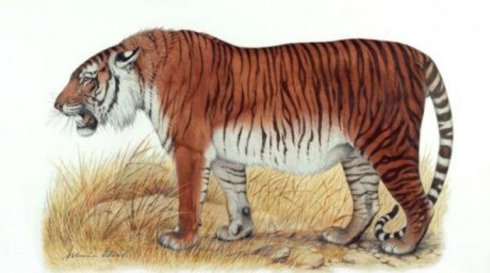 Turanian (Caspian) tiger.