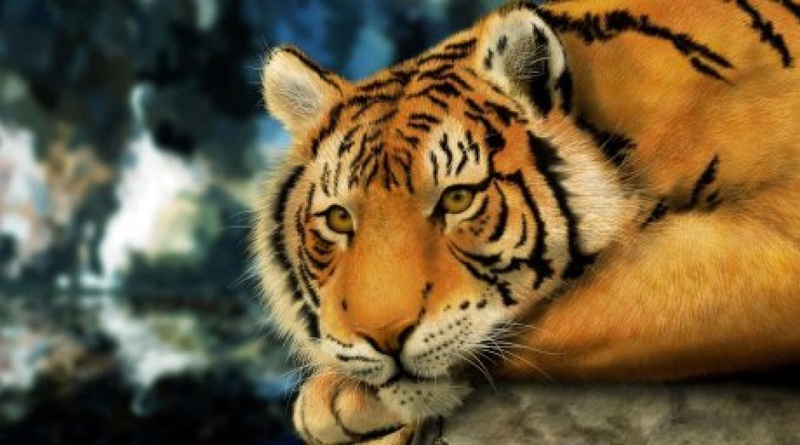 Siberian tiger. Photo courtesy of tigromania.ru 