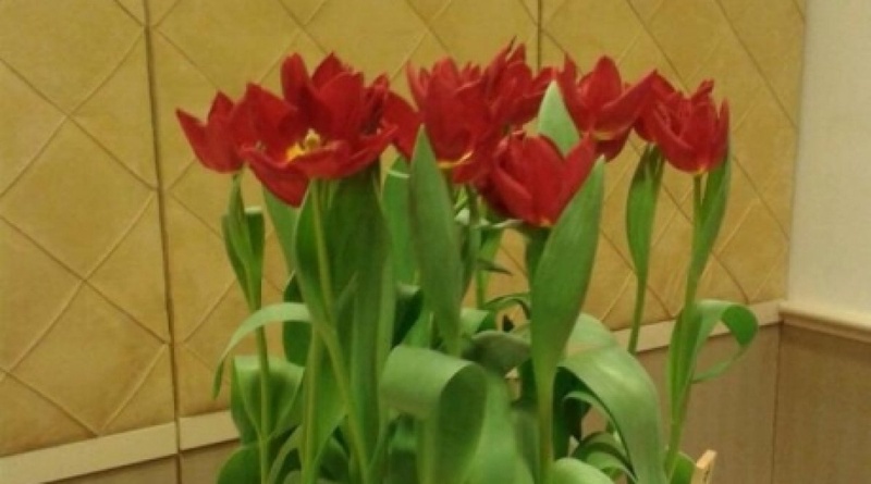 Nazarbayev tulips. Photo courtesy of Twitter/RDaniyar