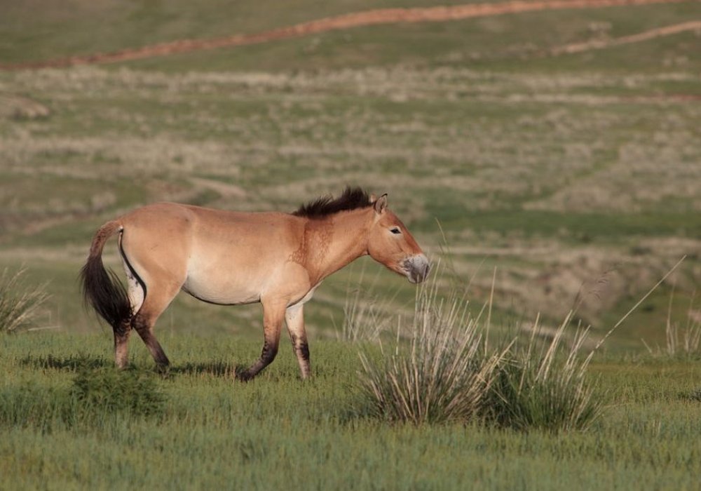 Przewalski's horse in the wild in Hustain Nuruu national park, Mongolia. ©flickr.com