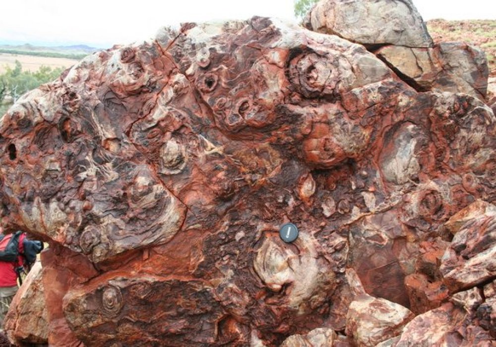 The 'egg carton' stromatolites at the Trendall Reserve are among the oldest known structures regarded as biogenic in origin.  Photo courtesy of dmp.wa.gov.au