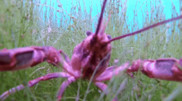 Lake Shchuchye’s underwater flora and a curious crayfish captured on video
