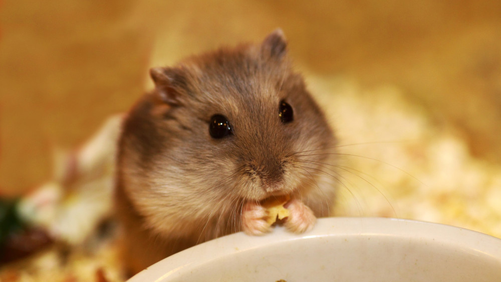 Endangered hamsters delay school construction in Germany