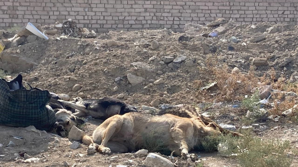Dead dogs found abandoned on street in Aktau, Kazakhstan