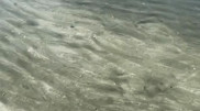 Caspian Sea oil stains prompt ecologists' call for action