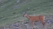 Stunning footage of Almaty nature reserve’s wildlife released