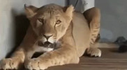 Lion and birds seized from private collection in Kazakhstan