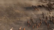 “An incredible sight”: a herd of horses captivates social media