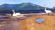 Pair of swans bid farewell to Borovoe: the touching moment was captured on video