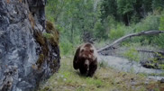 Tien Shan brown bears captured on camera trap in Kazakhstan