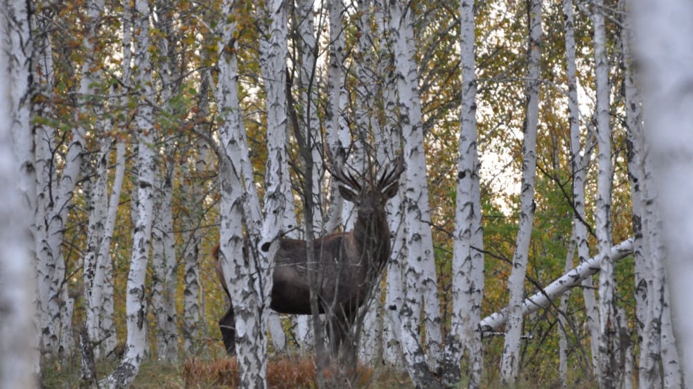 Photo: Alyona Koshkina. Provided by the press service of the National Park