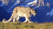 Over 130 animal species on the brink of extinction in Kazakhstan