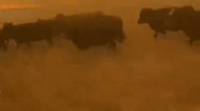 Steppe fire in Kazakhstan: akim comments on reports of mass livestock deaths