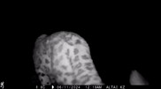 Unique footage of a snow leopard family has appeared in Eastern Kazakhstan