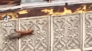 Kazakhstani experts commented on the squirrel that became social media star