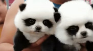 Fake penguins and pandas: how zoos deceive tourists