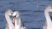 Swans arriving to winter were filmed in Mangystau region