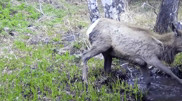 Maral spotted enjoying a bath in East Kazakhstan