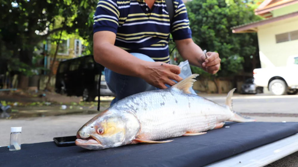 Mekong Ghost”: Fish believed extinct reappears after 20 years: yesterday | 20:15 - news on Tengrinews.kz