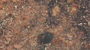 Traveler filmed fight between two argali in Turkestan region