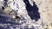 “Will become a new meme“: a mountain goat was caught on video in Charyn